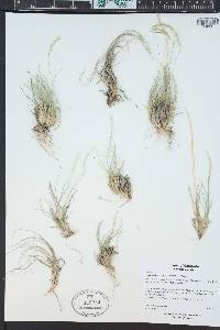 Muhlenbergia thurberi image