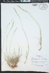 Muhlenbergia cuspidata image