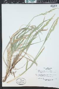 Leucopoa kingii image