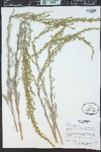 Artemisia campestris image