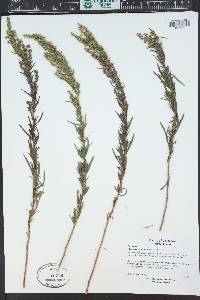 Artemisia dracunculus image