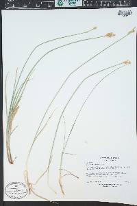 Carex praticola image