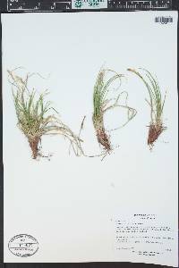 Carex siccata image