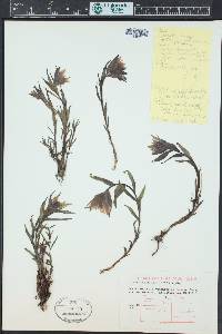 Castilleja rhexiifolia image