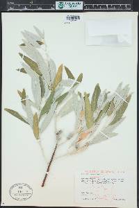 Elaeagnus angustifolia image