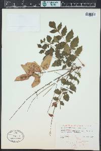 Koelreuteria paniculata image