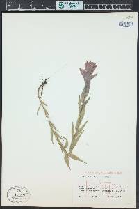 Castilleja rhexiifolia image