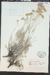 Hymenopappus filifolius image