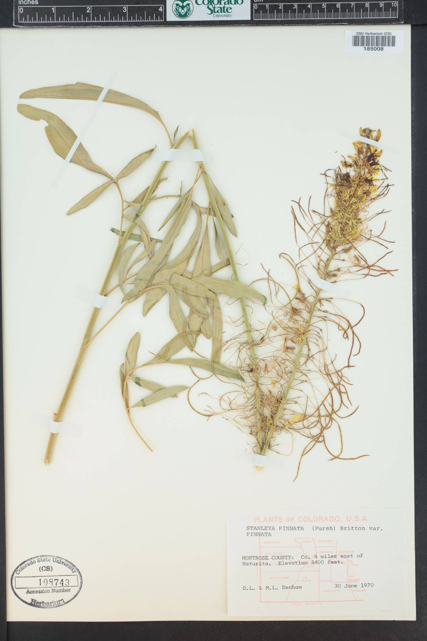 Stanleya bipinnata image