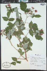 Rubus idaeus subsp. melanolasius image