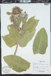 Asclepias speciosa image