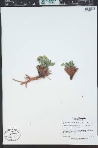 Musineon tenuifolium image