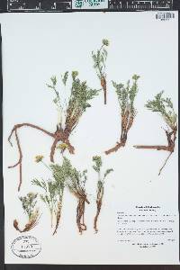 Musineon tenuifolium image