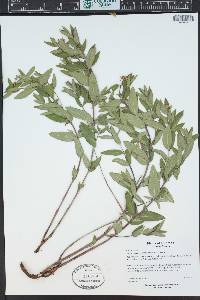 Apocynum × floribundum image