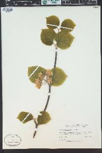 Viburnum lantanoides image