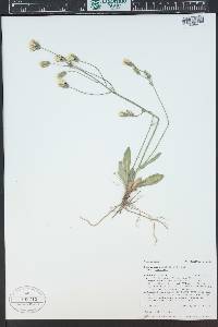 Hieracium fendleri image