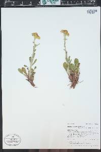 Packera streptanthifolia image