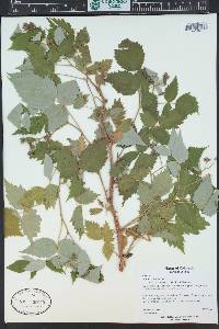 Rubus idaeus subsp. melanolasius image