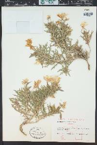 Oenothera albicaulis image