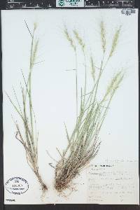 Elymus elymoides subsp. brevifolius image