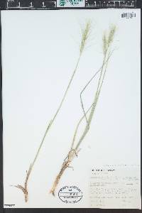 Elymus elymoides subsp. brevifolius image