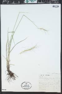 Elymus elymoides subsp. brevifolius image
