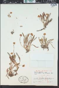 Eriogonum coloradense image