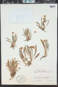 Eriogonum coloradense image