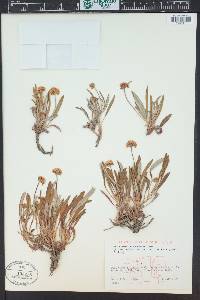 Eriogonum coloradense image