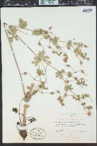 Geranium caespitosum image