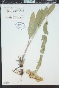 Solidago rigida subsp. humilis image