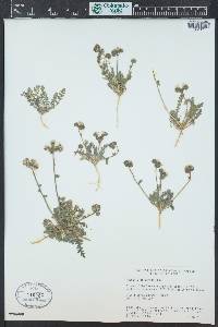 Phacelia arizonica image