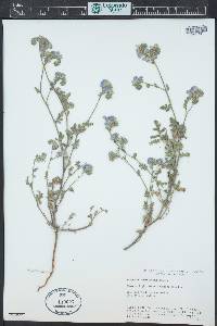 Phacelia ramosissima image