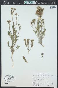 Phacelia crenulata image