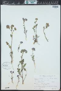 Phacelia crenulata var. ambigua image