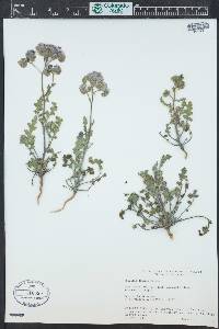 Phacelia distans image