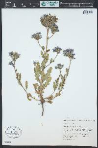 Phacelia crenulata image