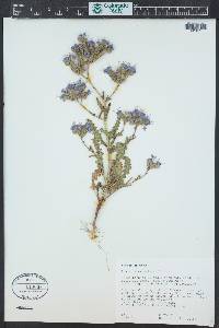 Phacelia crenulata image