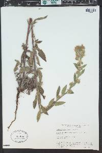 Phacelia magellanica image