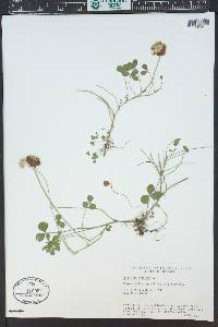 Trifolium hybridum image