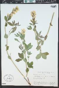 Thermopsis divaricarpa image