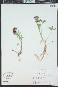 Trifolium wormskioldii image