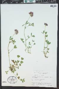 Trifolium wormskioldii image