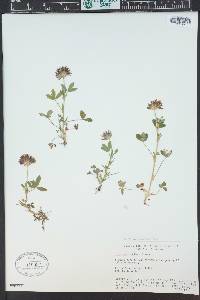 Trifolium wormskioldii image