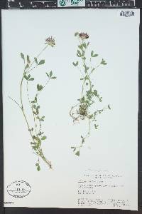 Trifolium wormskioldii image