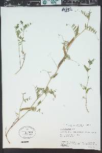 Vicia minutiflora image