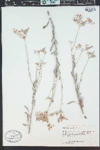 Eriogonum annuum image