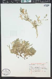 Corydalis aurea image