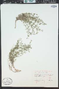 Galium coloradoense image