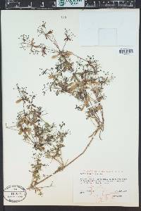 Galium trifidum image